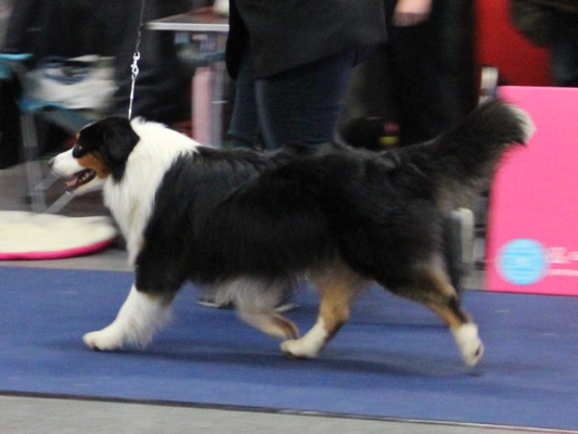 arwin v1 caca res. cacib 8. 12. 2012 5.jpg